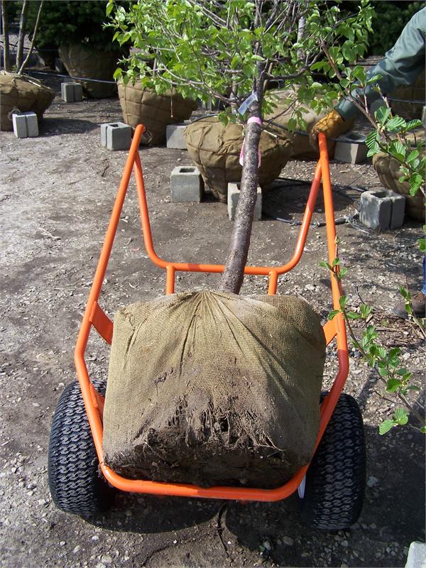 Hand Trucks R Us Diablo Nursery Ball Cart 1200 lb Capacity Item 3CB32