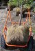 Diablo Nursery Ball Cart 1200 lb Capacity